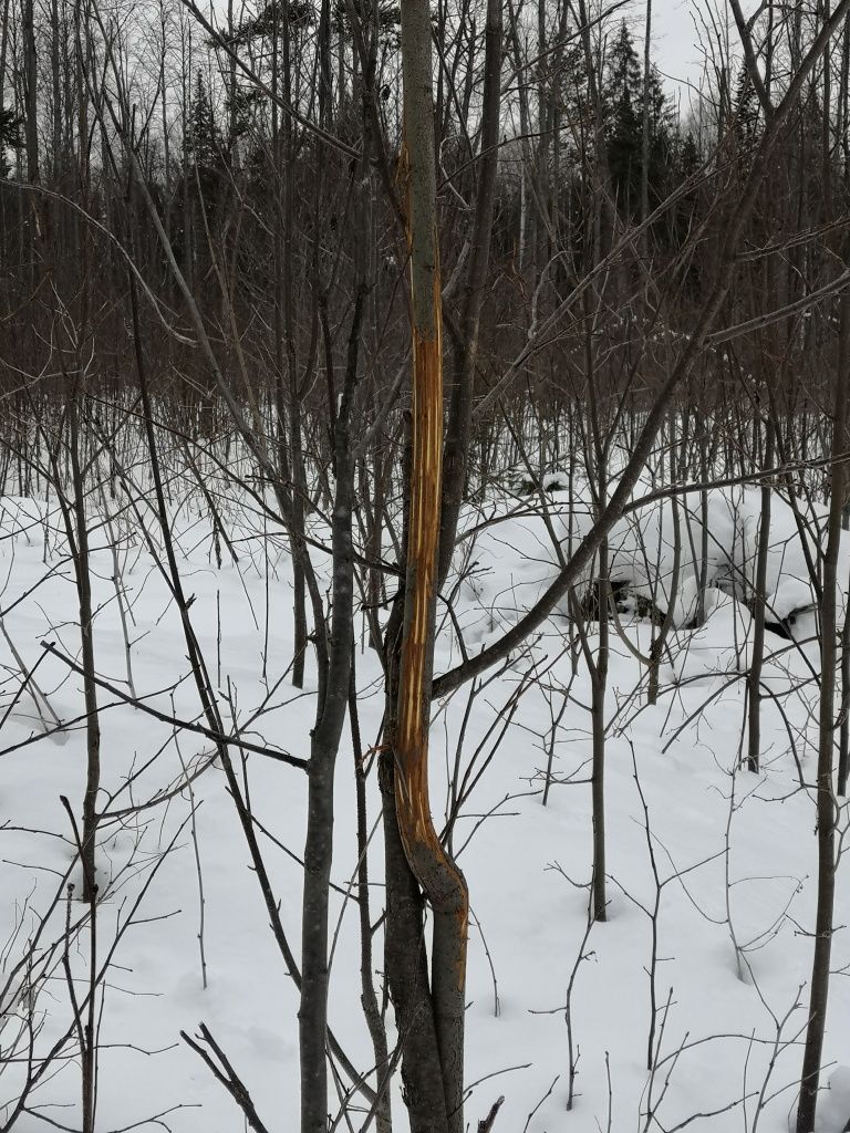 Ошкуренный стволик - верная примета того, что здесь корой пообедал лось. Ошкуренный стволик - верная примета того, что здесь корой пообедал лось.jpg