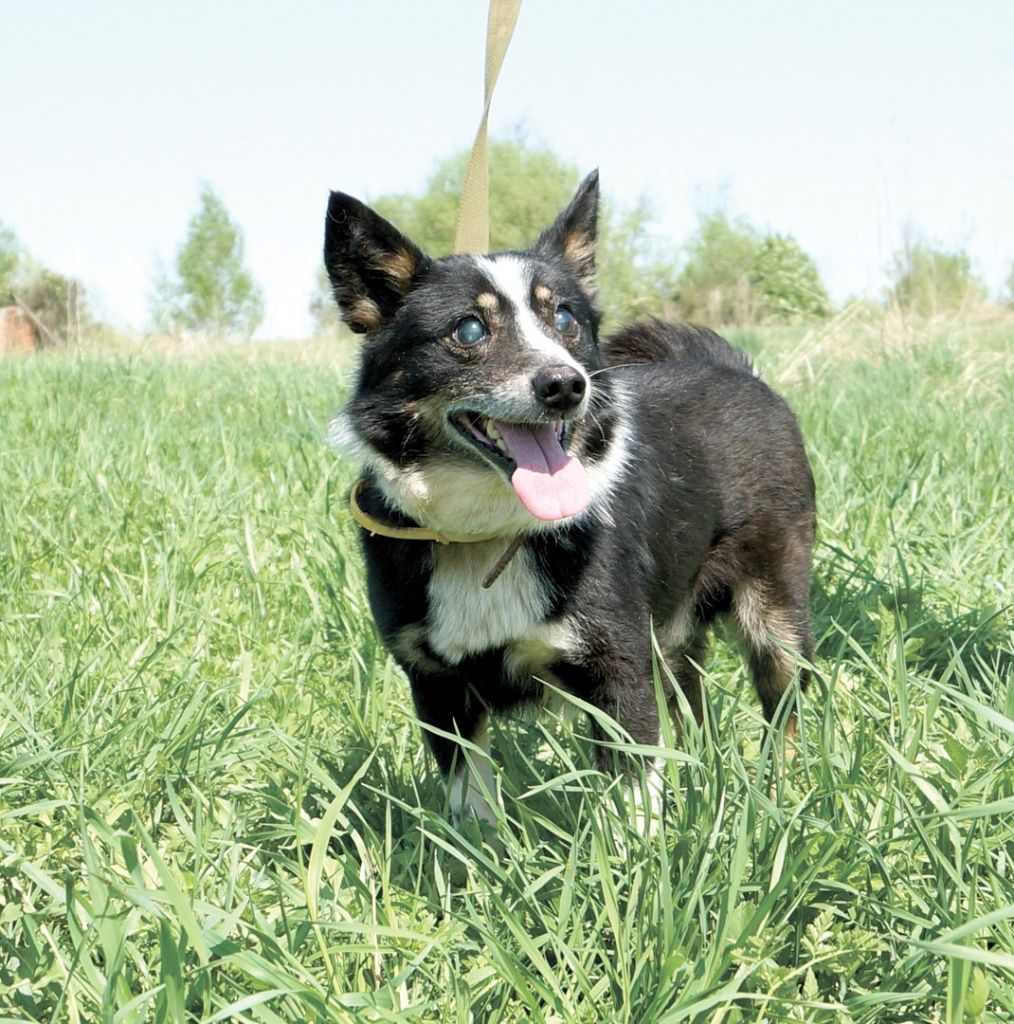 Хаврошик Хаврошик