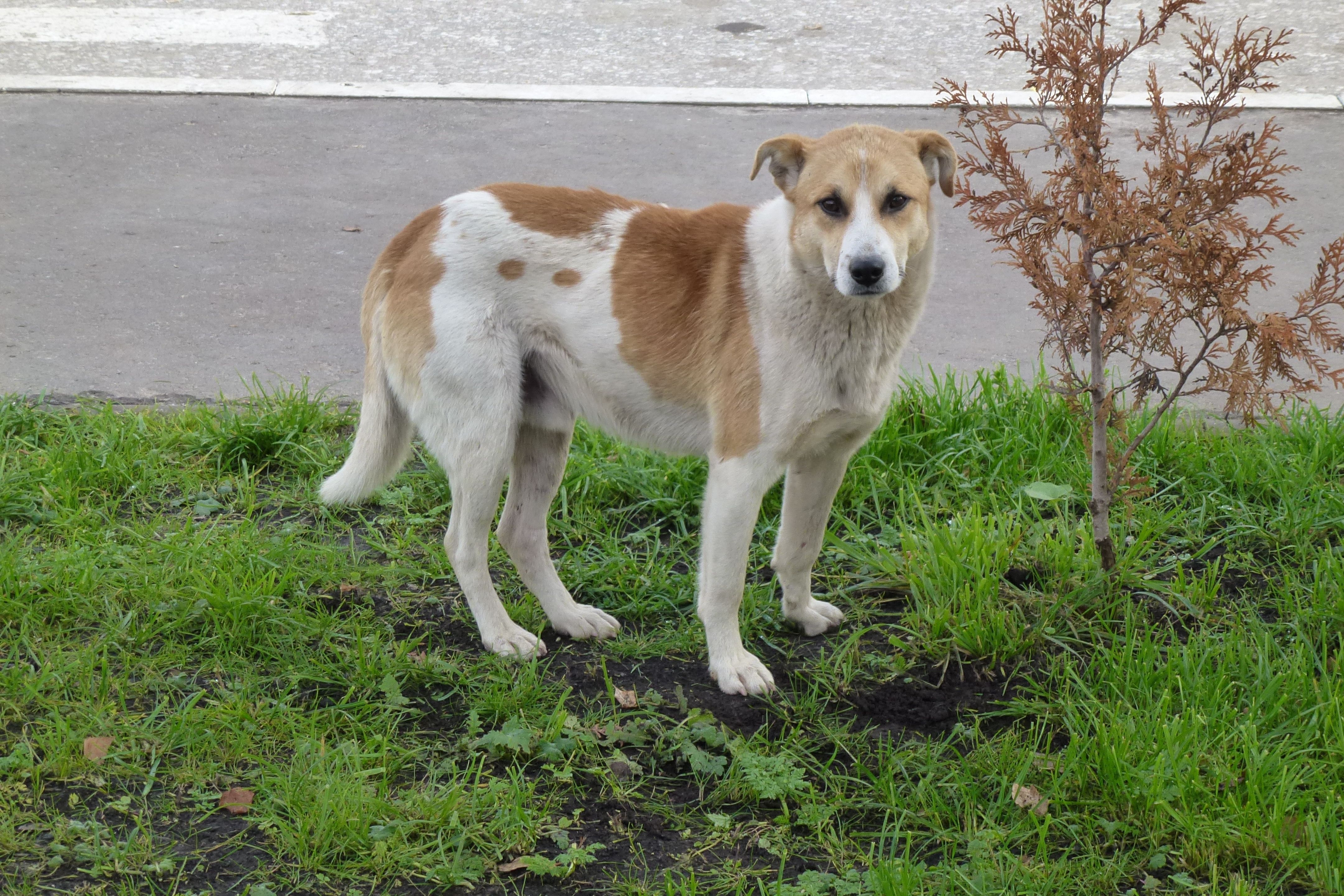 Чем необычен ваш питомец?
