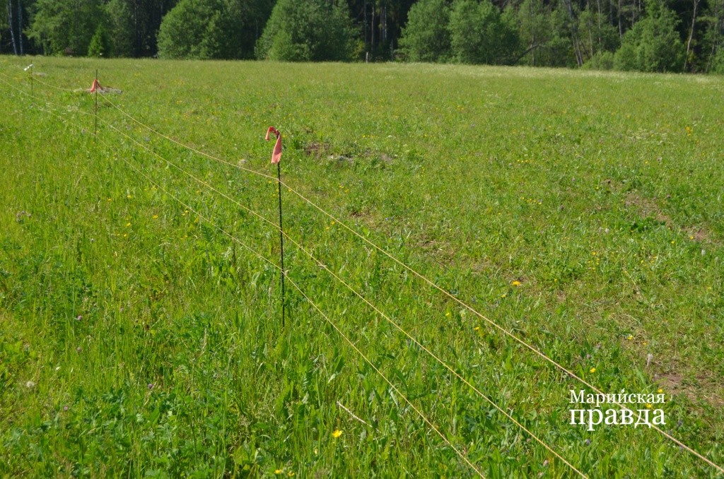 Изгородь с пропущенным электротоком кусается вполне себе ощутимо..jpg