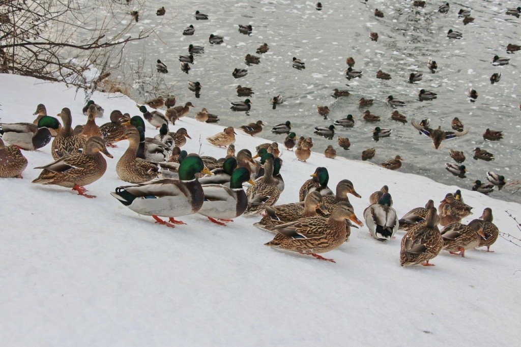 утки с прогулки нашей.jpg