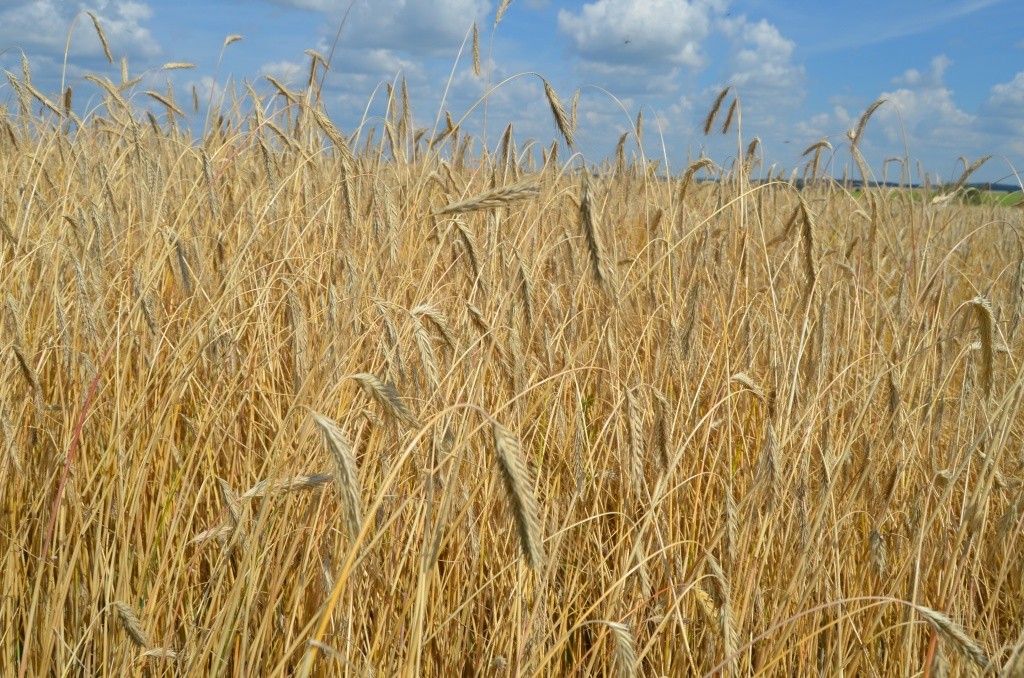 Колосья повесили голову - значит скоро в поле.JPG