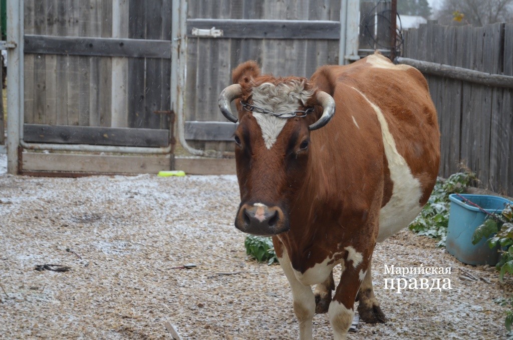 Домашние буренки отличаются хорошим здоровьем и долголетием..jpg
