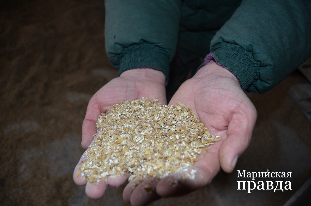 Фураж это любимое лакомство буренок..jpg