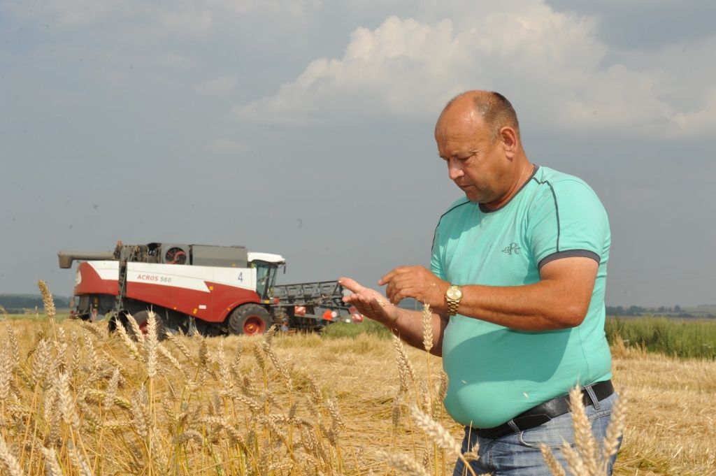 Несмотря на погоду, нынешний урозай порадовал. (Фото предоставлено ЗАО ПЗ "Семеновский").