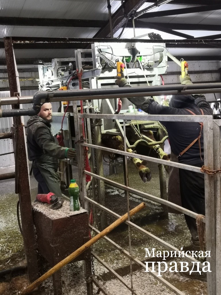 Этот станок, в котором фиксируется животное, стоит порядка миллиона рублей..jpg