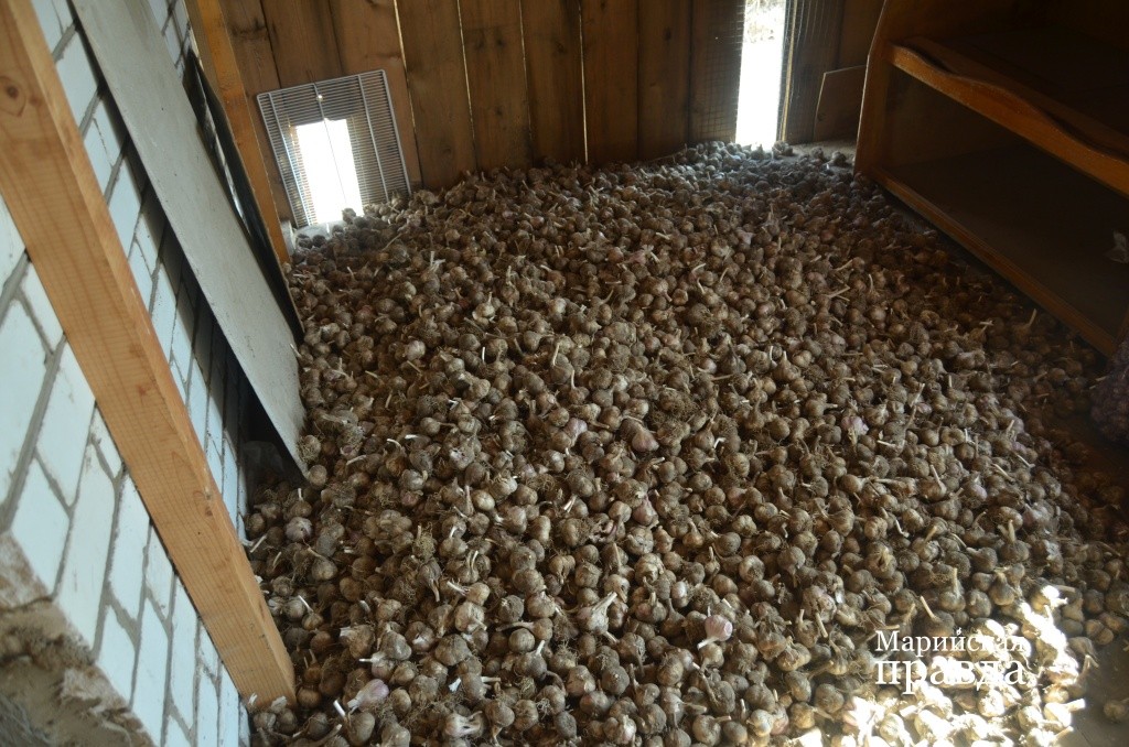 Урожай нынче совсем небогат..jpg