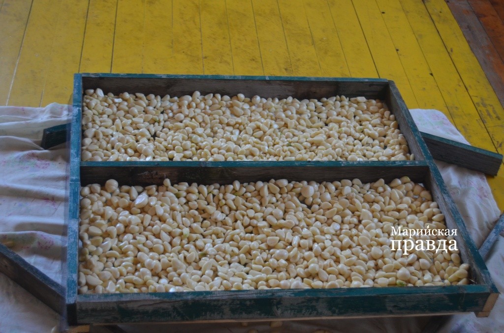 На выходе чеснок должен быть таким..jpg