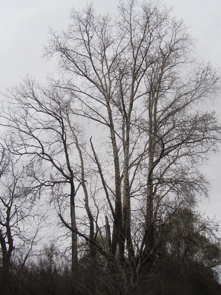 О том, что здесь была деревня, напоминает только ровный ряд огромных тополей.JPG