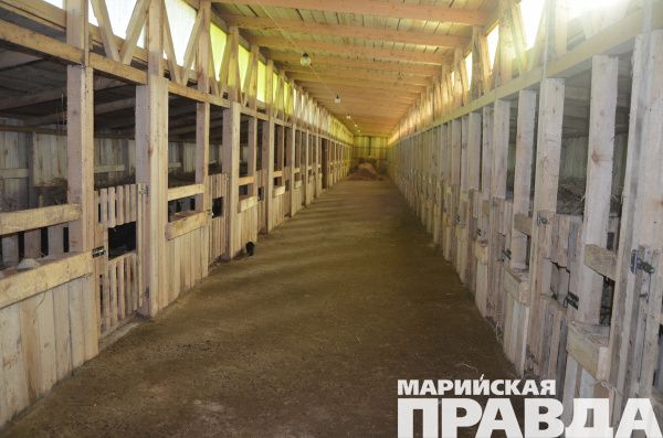 Детский сад для телят совсем не похож на животноводческую ферму.JPG