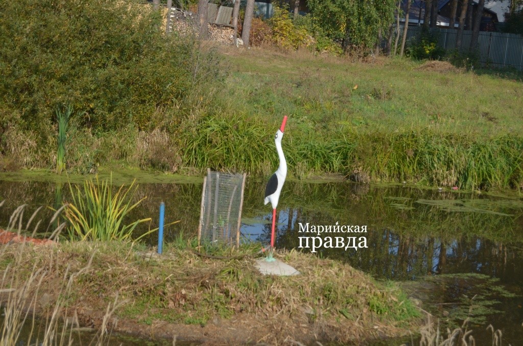 На островке рядом с перешейком недавно поселилась вот эта цапля. На островке рядом с перешейком недавно поселилась вот эта цапля..jpg