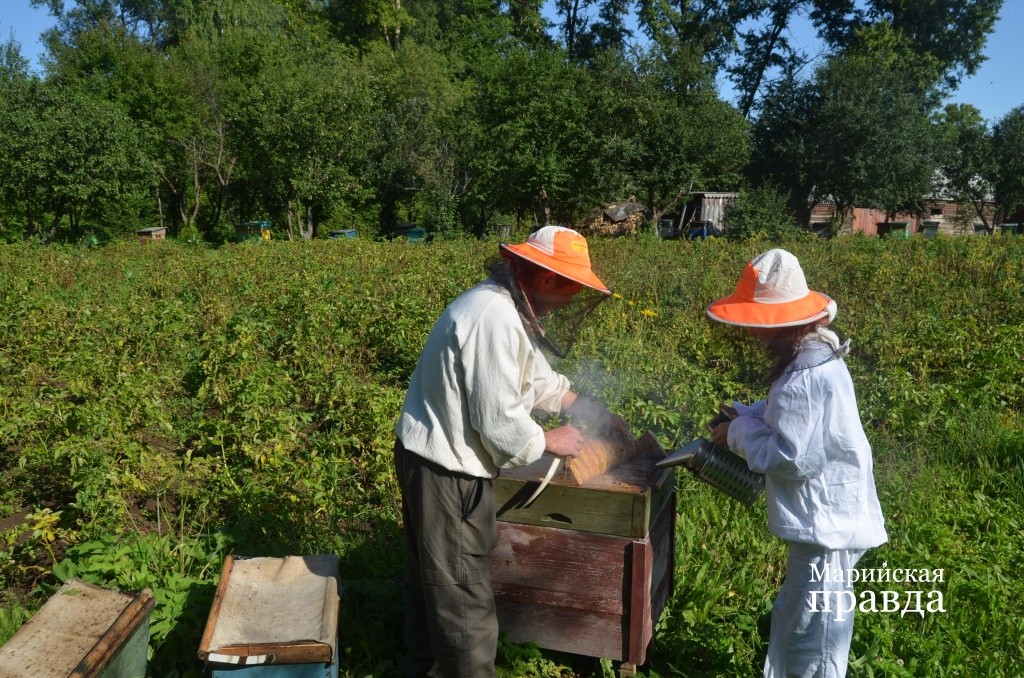 Пришло время раскулачивать пчелок 1.jpg