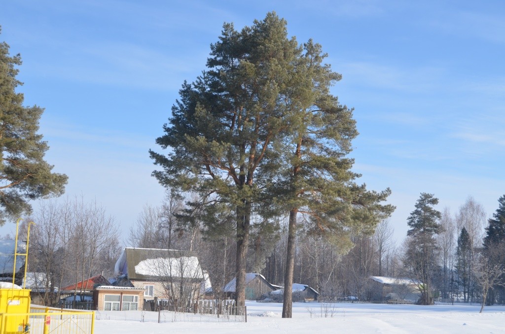 Вот на этой раздваивающейся сосне на окраине Эшполдино был оборудован высотный пункт доступа в интернет .jpg
