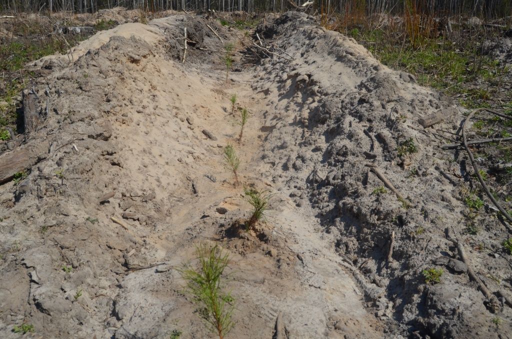 Юные сосенки обосновались здесь на ПМЖ.JPG