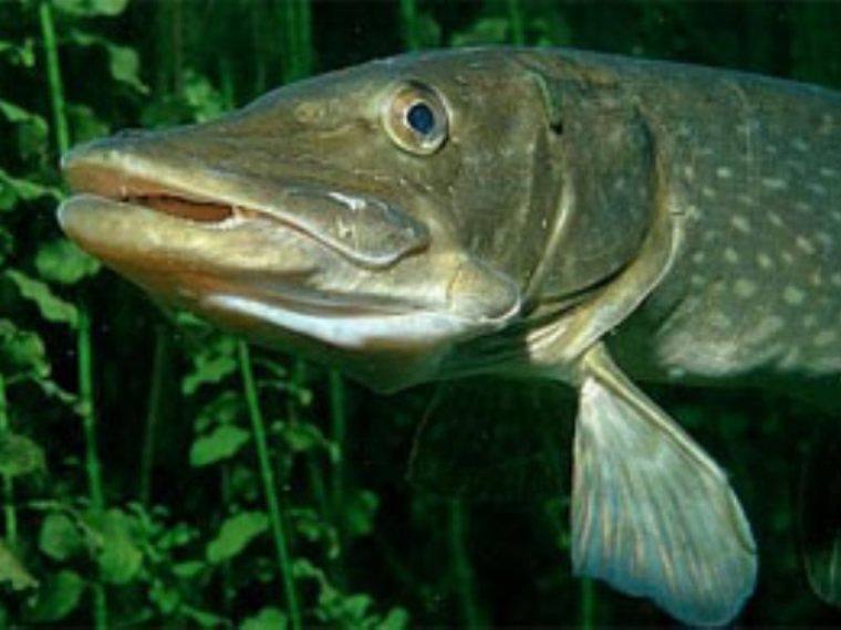 ФОТО: http://metateka.com/metka:9999999/pictures/