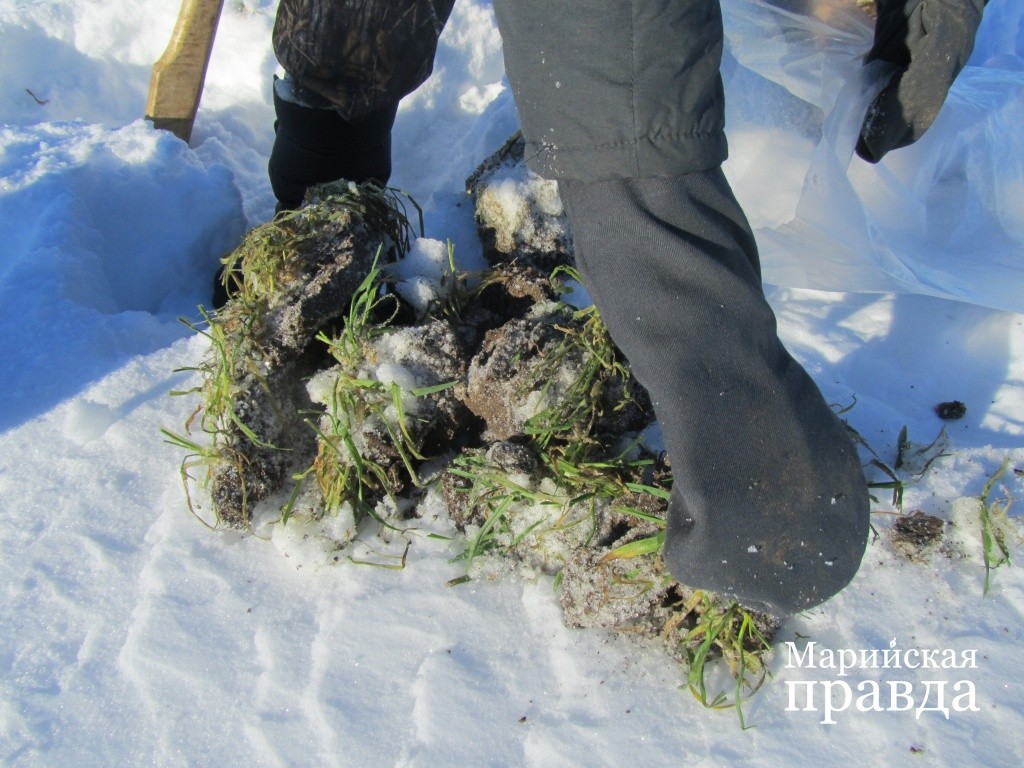 Мерзлая земля рассыпается на куски.jpg