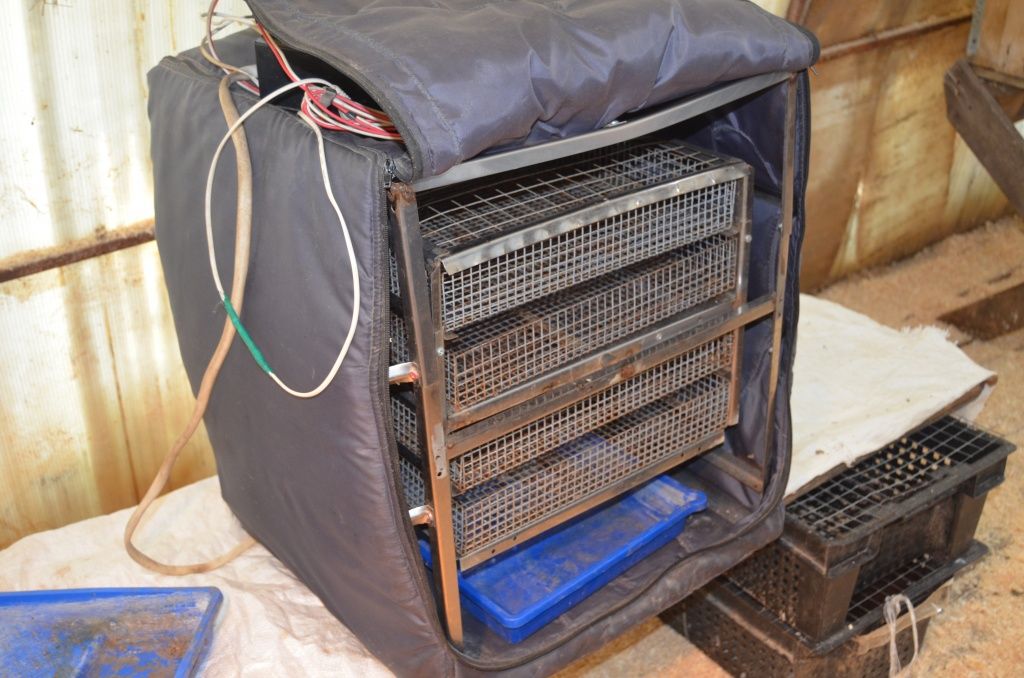 В инкубаторе как и под курицей цыпленок вылупляется через 24 дня.JPG