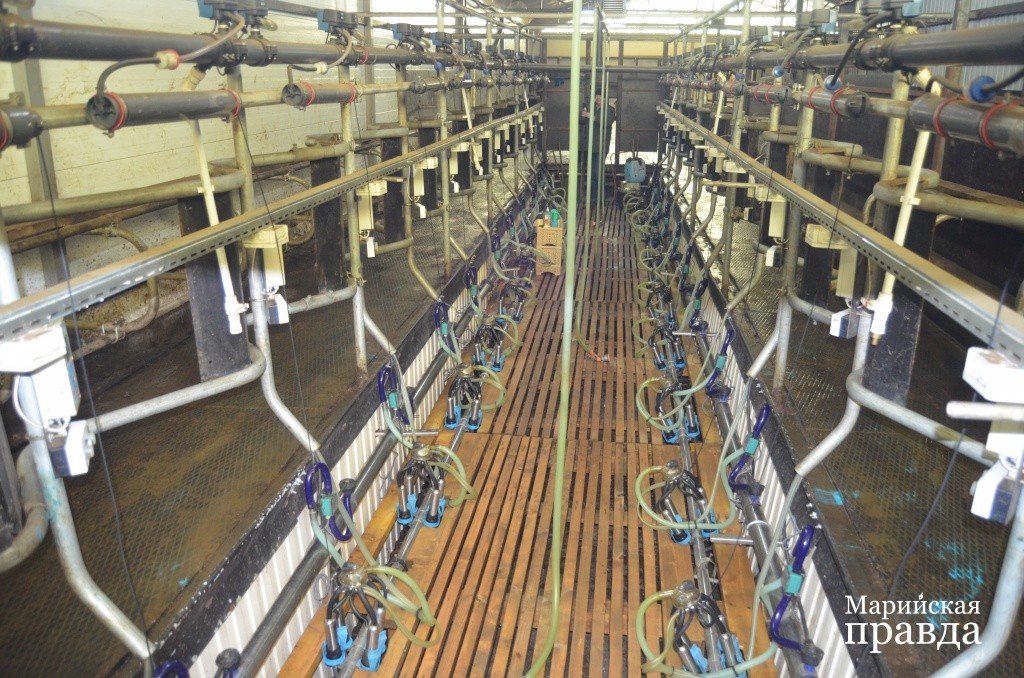 Так выглядит доильный зал..jpg