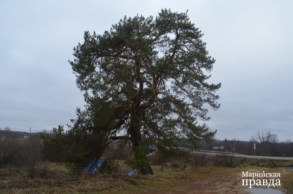 Много чего повидала на своем веку эта сосна. Много чего повидала на своем веку эта сосна..jpg