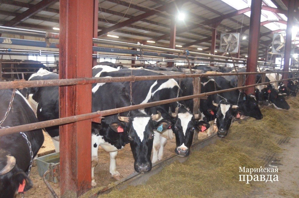 Коровы усердно трудились весь год, но деликатесами их не побалуют даже в новогоднюю ночь..jpg