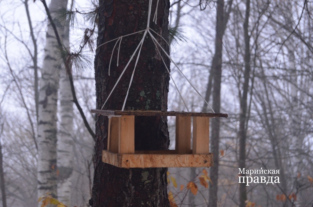 Любители природы подкармливают птиц и белок..jpg