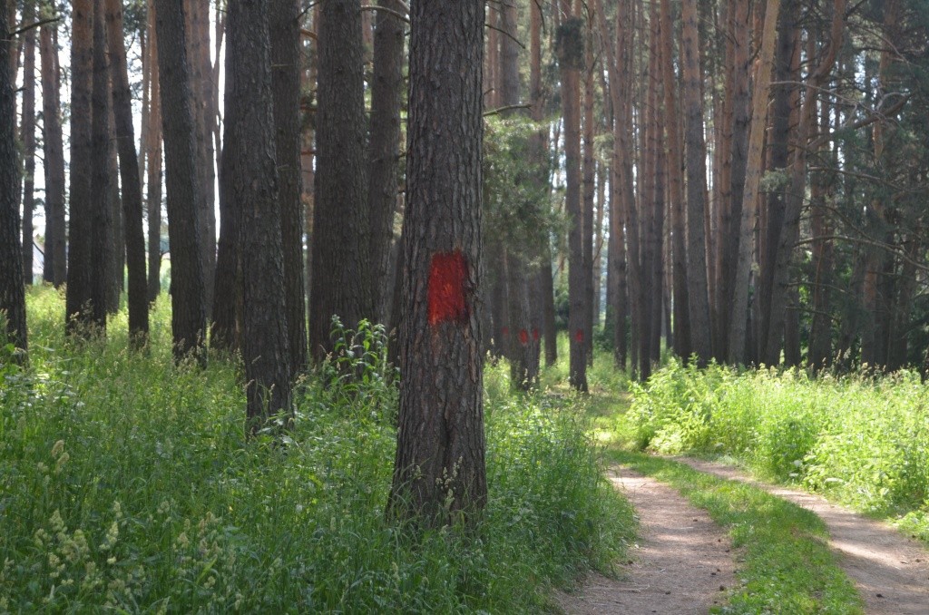 На разметку трассы ушла целая банка краски. На разметку трассы ушла целая банка краски.jpg