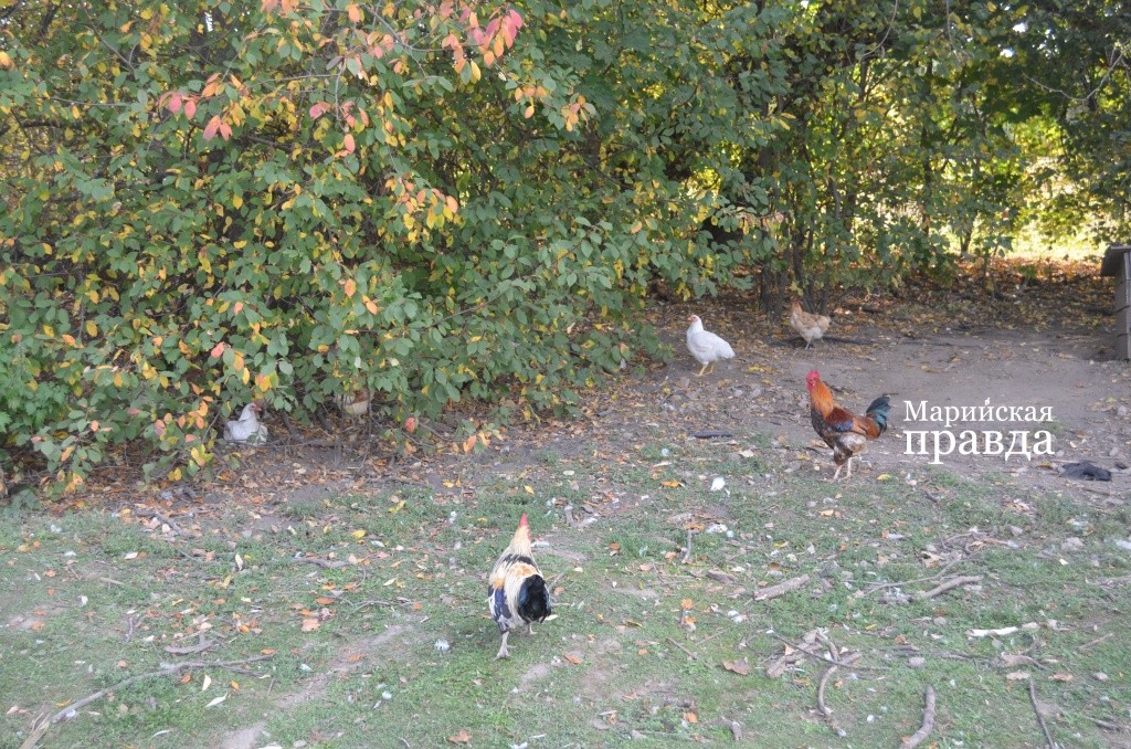 Куры у Воронцовых боевые, могут даже гадюку заклевать..jpg
