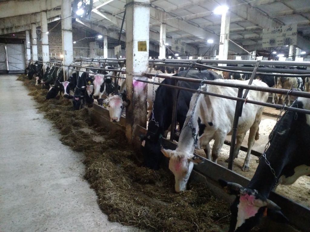 Местные буренки очень чистые и упитанные.jpg