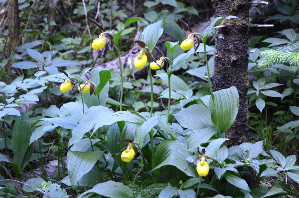 Цветы действительно очень похожи на башмачки.JPG