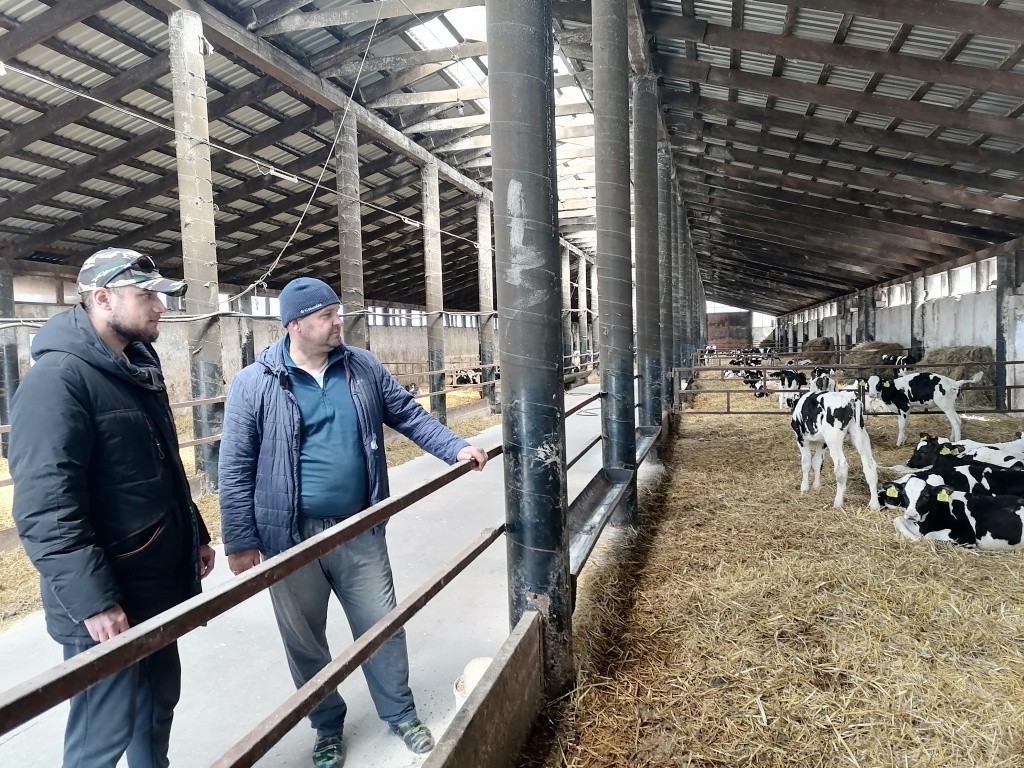 и еще к коровам.jpg