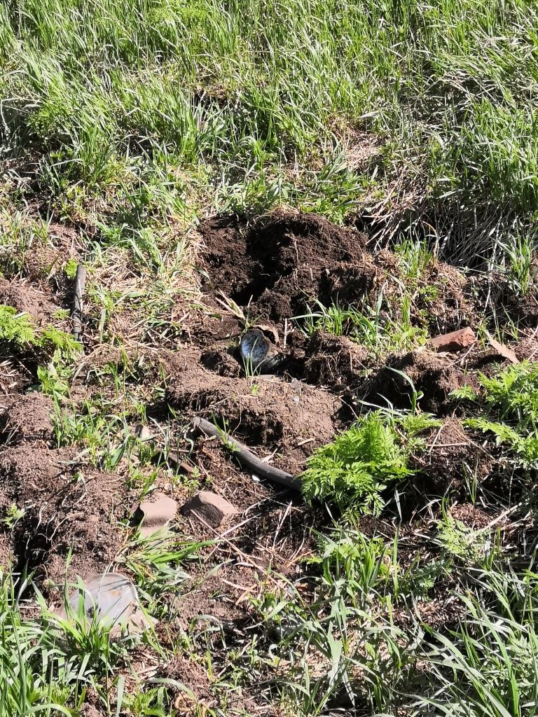 В некоторых местах земля буквально перекопана.jpg