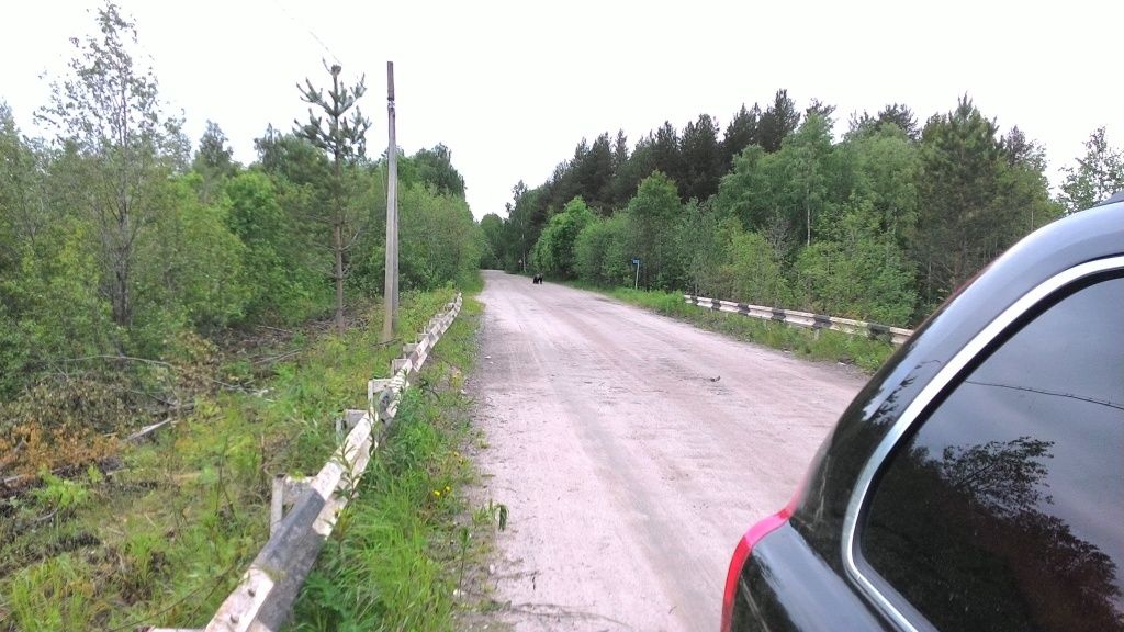 медведь3.jpg медведь3.jpg