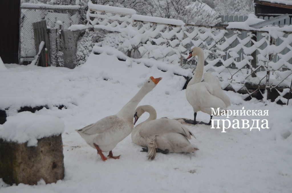 Анатолий, отчаянно шипя, не дает приблизиться к лебедям. Анатолий, отчаянно шипя, не дает приблизиться к лебедям 1.jpg