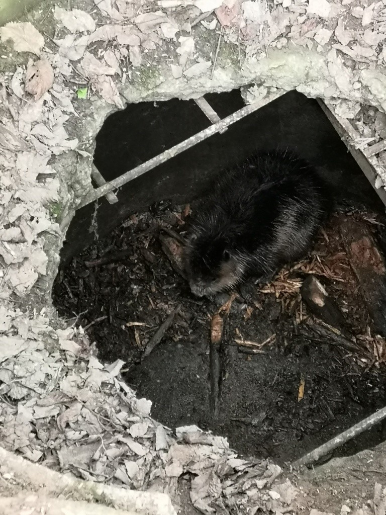 С голодухи зверек сгрыз там все палки.jpg