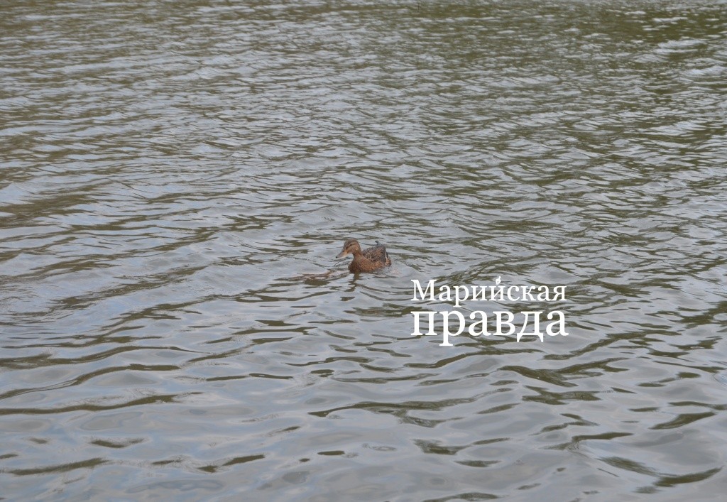 Задача подсадной утки своим кряканьем завлечь кавалера. Задача подсадной утки своим кряканьем завлечь кавалера 1.jpg