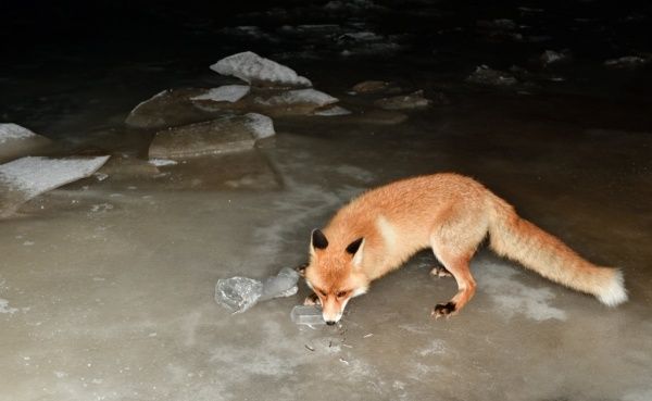 У Лисы своя рыбалка...