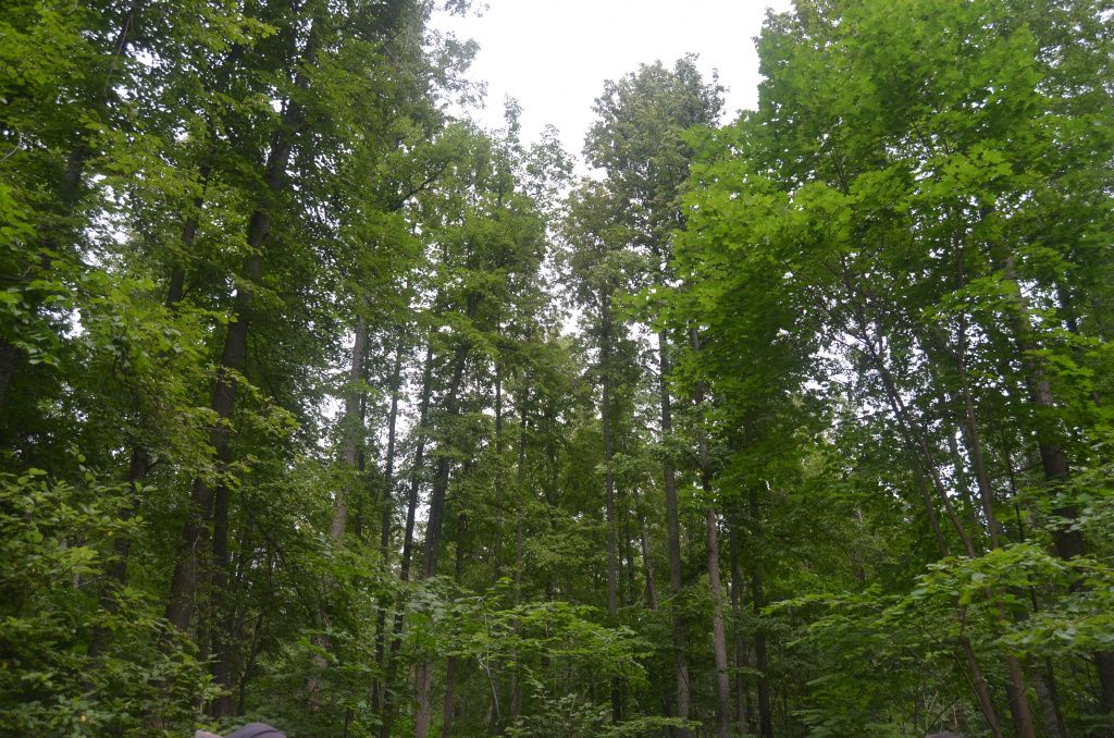 Здесь липе явно тесно