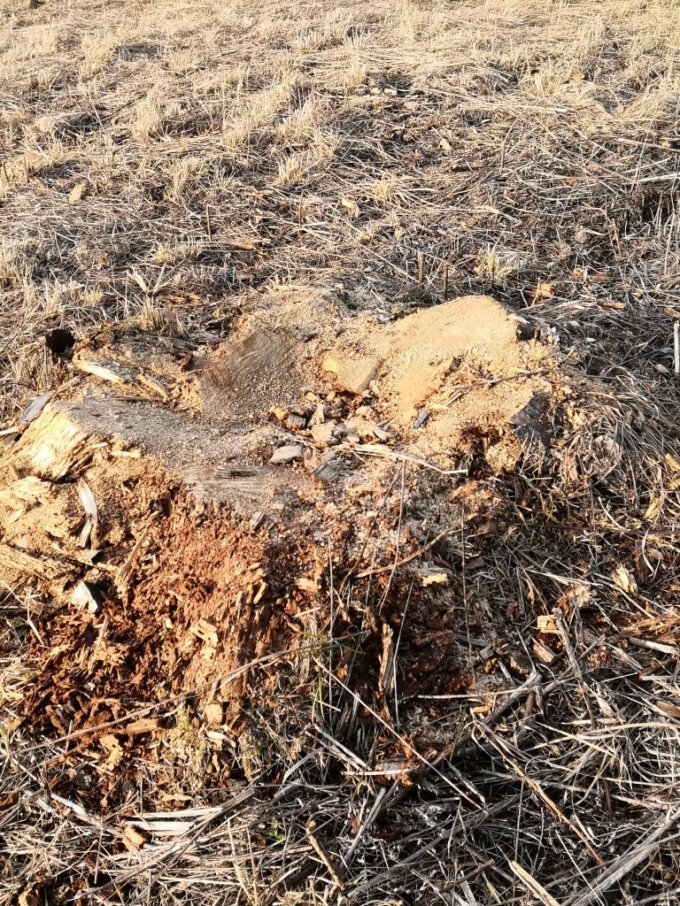 Мужики выпиливали на маршруте здоровые пни, оставшиеся от лесорубов. Мужики выпиливали на маршруте здоровые пни, оставшиеся от лесорубов.jpg