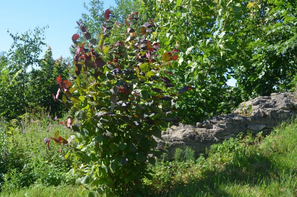 Оказавшись в ссылке, куст фундука сразу взялся за ум. Оказавшись в ссылке, куст фундука сразу взялся за ум.jpg