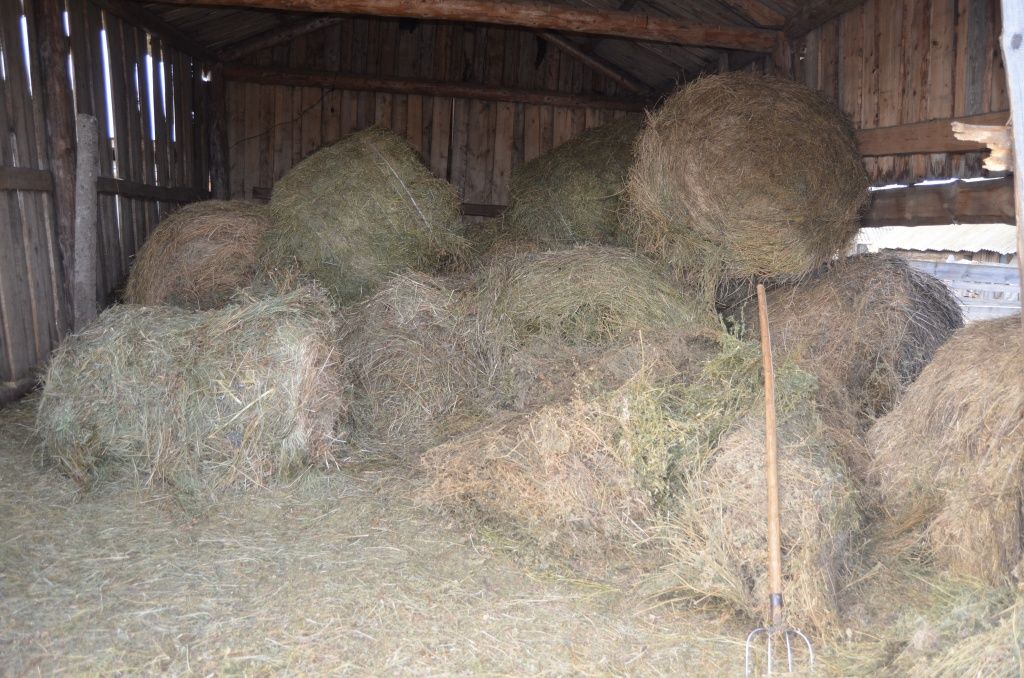 Сена буренкам хватит до нового урожая.JPG