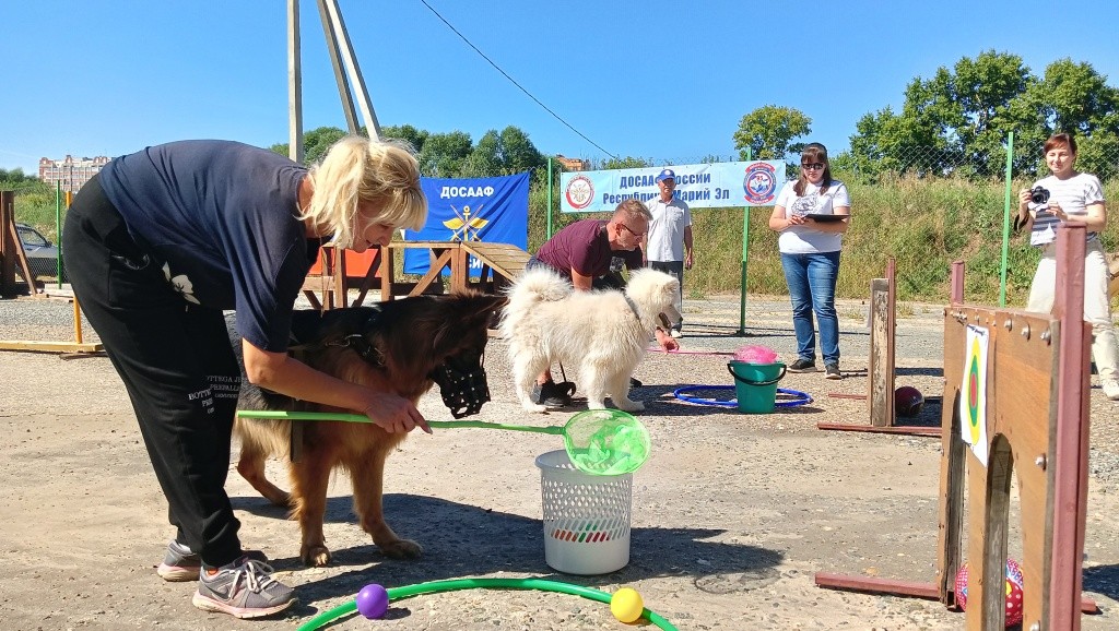 День фронтовой собаки.