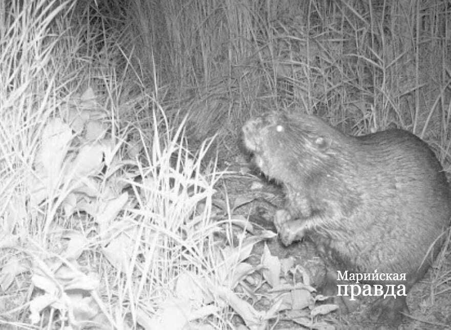 Фотоловушка поймала вот этого товарища1.jpg