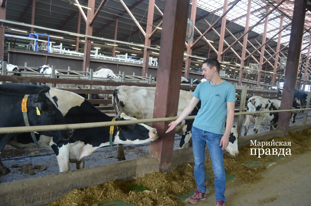 Буренкам симпатичный и холостый ветеринар тоже нравится..jpg