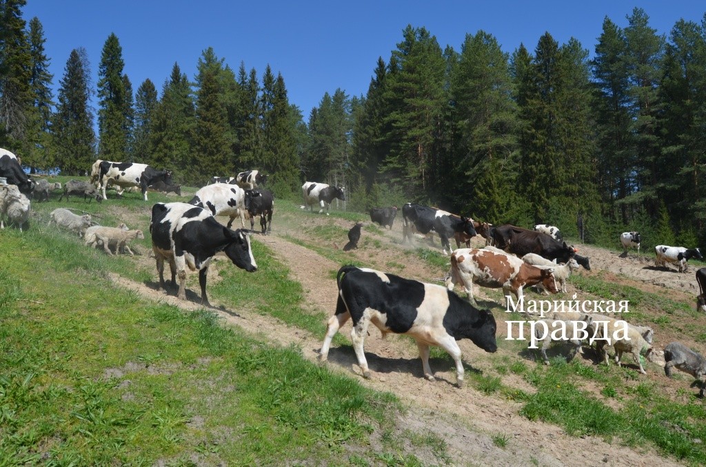 Во время массового выплода кровососов буренки снижают надои примерно на четверть..jpg