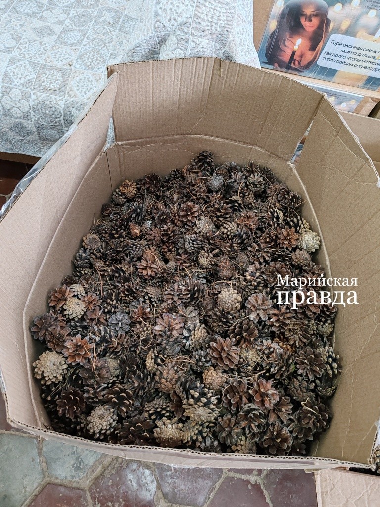 Каждую шишку приходится перебирать, очищать от мусора 1.jpg