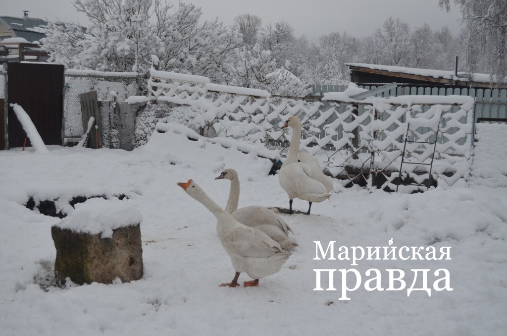 Дружная компания два лебедя и гусь Анатолий. Дружная компания два лебедя и гусь Анатолий 1.jpg