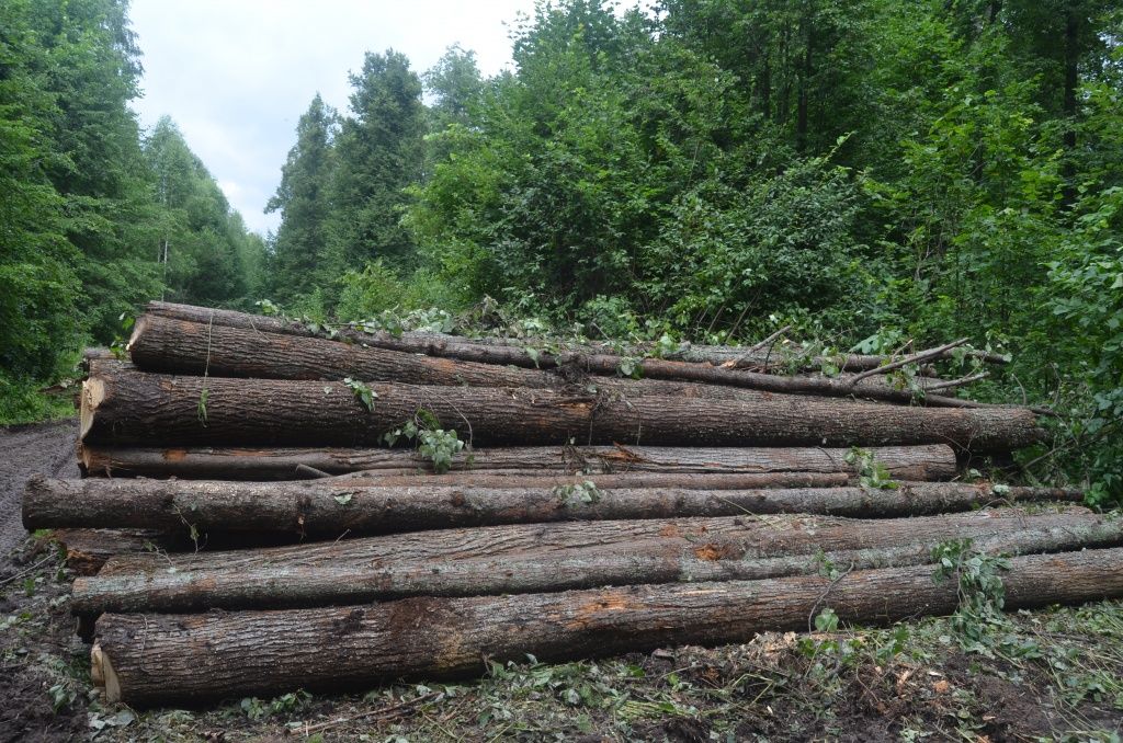 Больше всего востребованы хвойные породы и липа.JPG