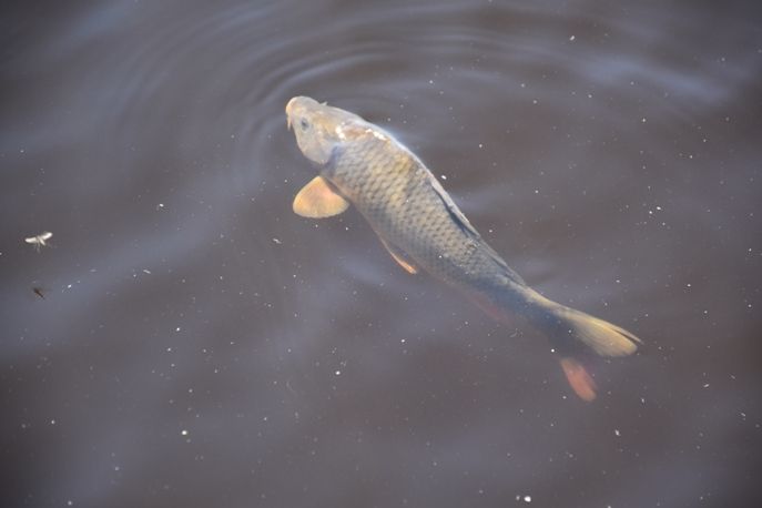 Выпуск рыбы 2.jpg