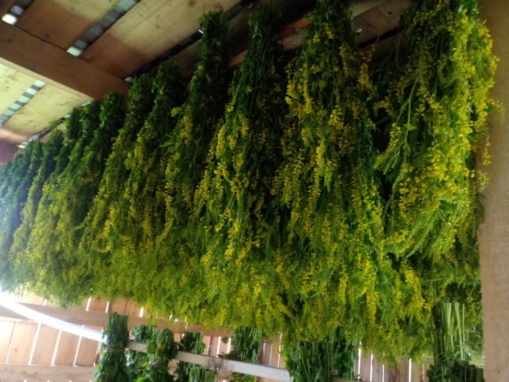 Сначала травы нужно правильно высушить.jpg