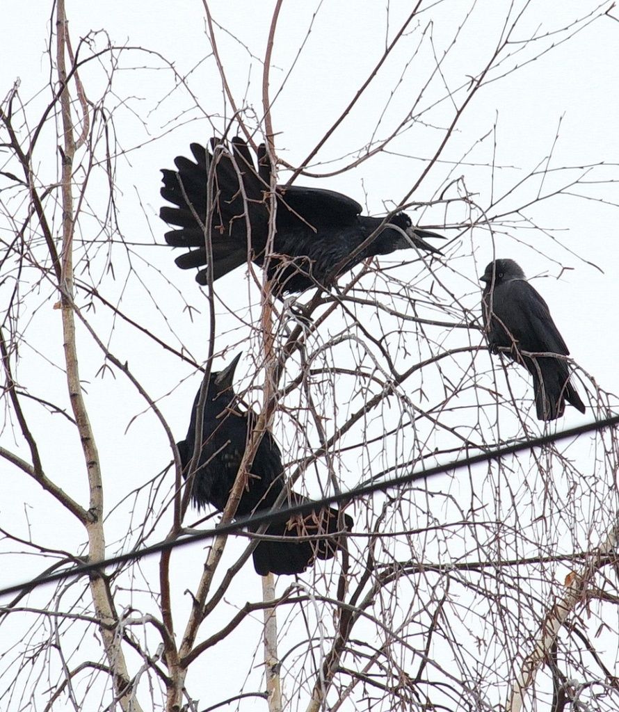 Вестники весны
